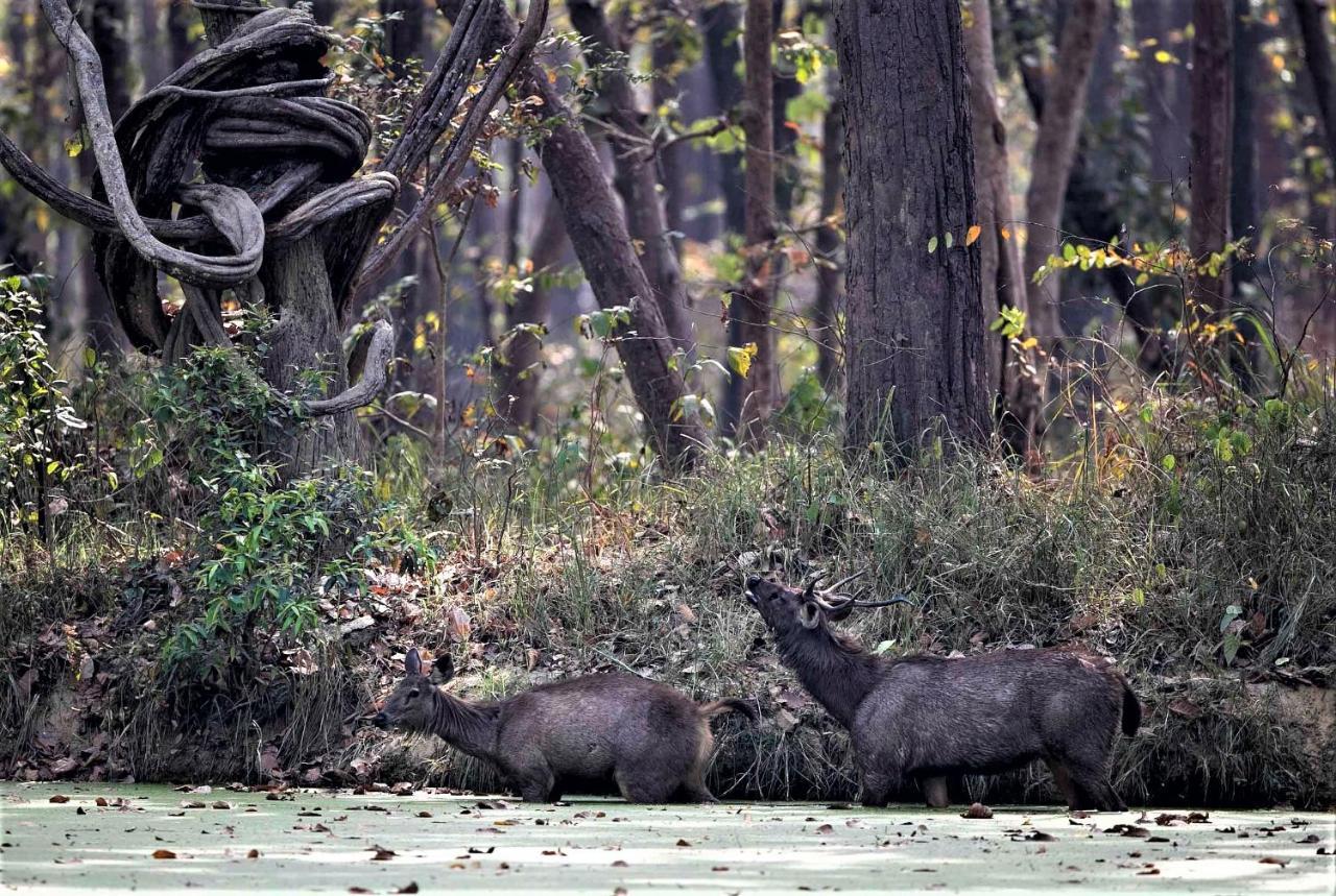 Mango Tree Lodge Bardiya Kültér fotó